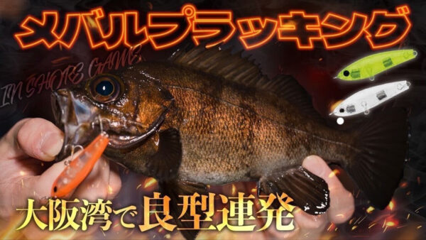【YouTube動画アップ：大阪湾ライトゲームの代表的な釣りメバルプラッキングが今アツい!!良型連発!】